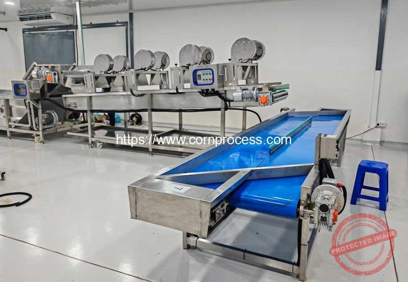 Automatic-Rolling-Rod-Feeding-Sweet-Corn-Cob-Air-Blow-Water-Removing-Machine-with-Reversible-Conveyor